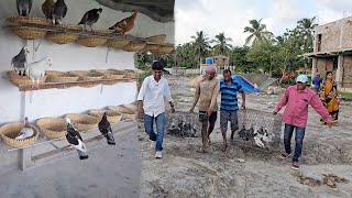 Pigeons Were Released In Parrot Dipankar New Farm  Naya Farm Pe Birds Aagaya [upl. by Johns]