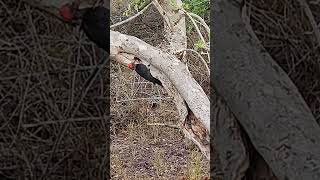 Nagarhole National Park Kabani nagarholenationalpark kabani forest wildlife [upl. by Teerprah]