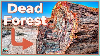 How These Trees Turned Into Rocks Petrified Forest Explained [upl. by Crim]