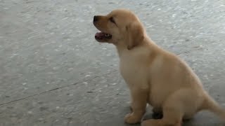 Taiwan Police Train Puppies To Become Sniffer Dogs [upl. by Eterg844]