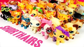 All My LPS Shorthair Cats UPDATED [upl. by Oster]