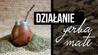 Yerba mate rakotwórcza Działanie Yerba Mate właściwości Yerba Mate Czajnikowypl [upl. by Vivi441]