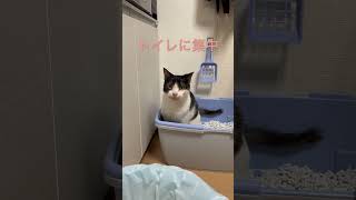 トイレ中はお静かに？ねこ shorts [upl. by Name]