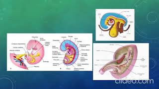 Embriología del intestino posterior y cloaca [upl. by Lulu]