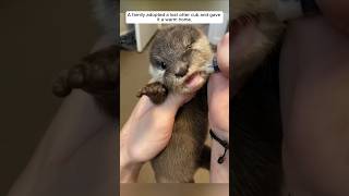 A family adopted a lost otter cub and gave it a warm home animalshorts shortvideo [upl. by Southard596]