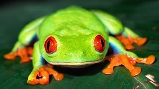 RedEyed Tree Frog Care [upl. by Ahsino]