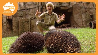 Robert Irwins Australia Zoo Tour  Irwin Family Adventures [upl. by Etnaid]