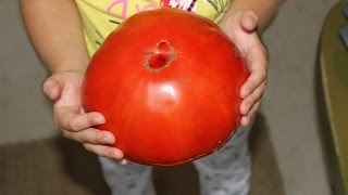 Big Zac 2lb 10oz Giant Tomato [upl. by Trask]