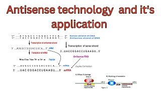 Antisense technology  application of Antisense RNA technology  mechanism of Antisense technology [upl. by Enyrehtak]