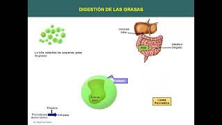 CLASE 13 34 Digestión y absorción de lipidos [upl. by Acila]