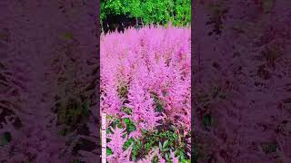 Beautiful Astilbe flowersflowerbeautynatureflowertypesflowersinfogardecolorfulflowersshorts [upl. by Hannis44]