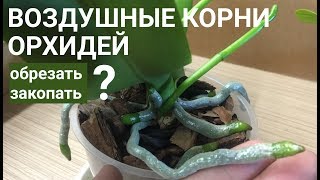 КОРНИ ОРХИДЕЙ воздушные ОБРЕЗАТЬ или ЗАКАПЫВАТЬ [upl. by Padegs731]