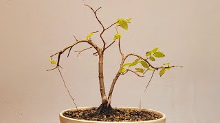 Bonsai zelkova serrata [upl. by Melodie]