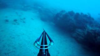 winter diving North Carolina lobster and hogfish [upl. by Anelyak]