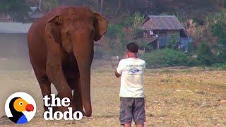 Elephant Runs To Her Favorite Person Every Time He Calls Her Name  The Dodo [upl. by Anilat]