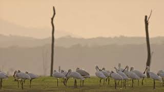 Boat Safari  Evolve Back Kuruba Safari Lodge Kabini India [upl. by Kelila488]