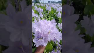 Beautiful meteka  water Hyacinth flower 🥰🥰 [upl. by Carlyn]