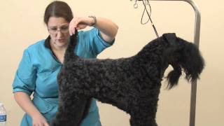 Grooming the Kerry Blue Terrier with Grooming the Kerry Blue Terrier [upl. by Conchita359]