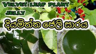 දියමිත්ත ජෙලි සාරයDiyamiththaCissampelos pareira [upl. by Amber457]