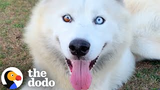 The Most Amazing Husky Stories  The Dodo [upl. by Oninrutas365]