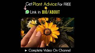 How to Fertilize Gazania Flower Plant [upl. by Buffy765]