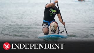 Paws to paddleboards as dog surfing championships take place [upl. by Eanej544]