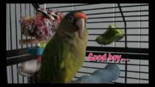 Kerbie The Talking Half Moon Conuremp4 [upl. by Jahn]