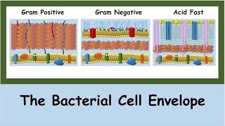 The Bacterial Cell Envelope [upl. by Ylecic]