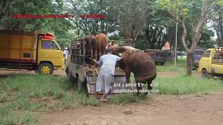 20 MACAM CARA SAPI NAIK TRUK [upl. by Esra]