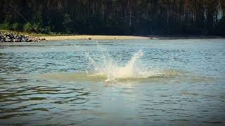 Sturgeon jumping on the Fraser [upl. by Ashly780]