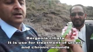 Medicinal Plants VideoAbbaspur AJK [upl. by Lokcin]