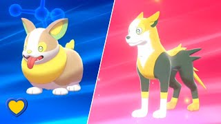 HOW TO Evolve Yamper into Boltund in Pokémon Sword and Shield [upl. by Barrus]