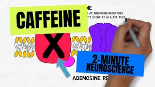 2Minute Neuroscience Caffeine [upl. by Naujed]