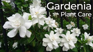 Gardenia Plant Care  Gandharaj Flower  How to Grow Gardenia Flower  Cape Jasmine  গন্ধরাজ ফুল [upl. by Crispen]