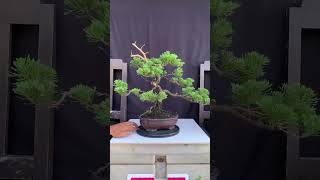 Bonsai Cemara Sinensis bonsai bonsaicemara bonsaicemarasinensis [upl. by Januarius]