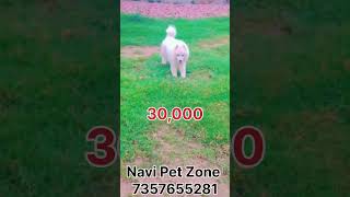 Samoyed Dog Puppy Low Price in India  Samoyed Dog Breed Puppy Price in India [upl. by Ahsenwahs]