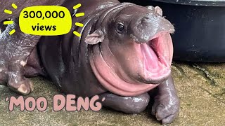 Moo Deng Hippo Compilation from Birth to Viral Sensation moodeng หมูเด้ง [upl. by Aryahay]