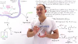 Defects in Urea Cycle and Hyperammonemia [upl. by Avot]