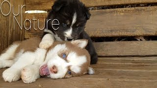 Cutest Puppies Playing Compilation 2017 [upl. by Errot]