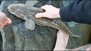 Huge Flathead Off Mooloolaba Rock Wall [upl. by Valerio]