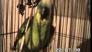 deze papegaai praat echt  this parrot really talks [upl. by Cohla]