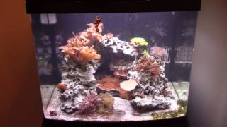 Saltwater Rookie  Biocube 29g  Neglecting Your Tank [upl. by Ayad195]