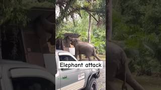 Elephant attack [upl. by Orella]