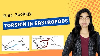 TORSION IN GASTROPODS  B Sc  Zoology [upl. by Iron86]