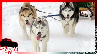 GOING DOG SLEDDING [upl. by Dodd725]