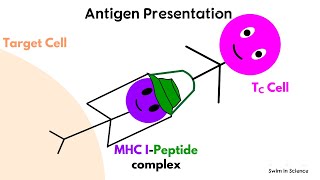 Antigen processing and presentationCytosolic or Endogenous pathway [upl. by Modie933]