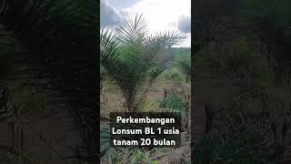 PERKEMBANGAN SAWIT LONSUM BL1 USIA TANAM 20 BULAN [upl. by Idahs547]