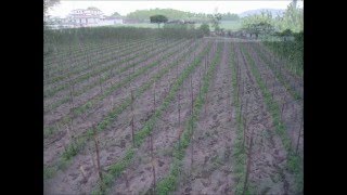 Pomodoro San Marzano DOP in pieno Campo [upl. by Adlanor]