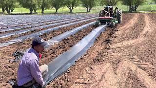 Poniendo plástico para sembrar Un vídeo corto y al punto [upl. by Royce]