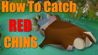 How to Hunt Red Chinchompas in 2 Minutes Or Less osrs [upl. by Edroi]